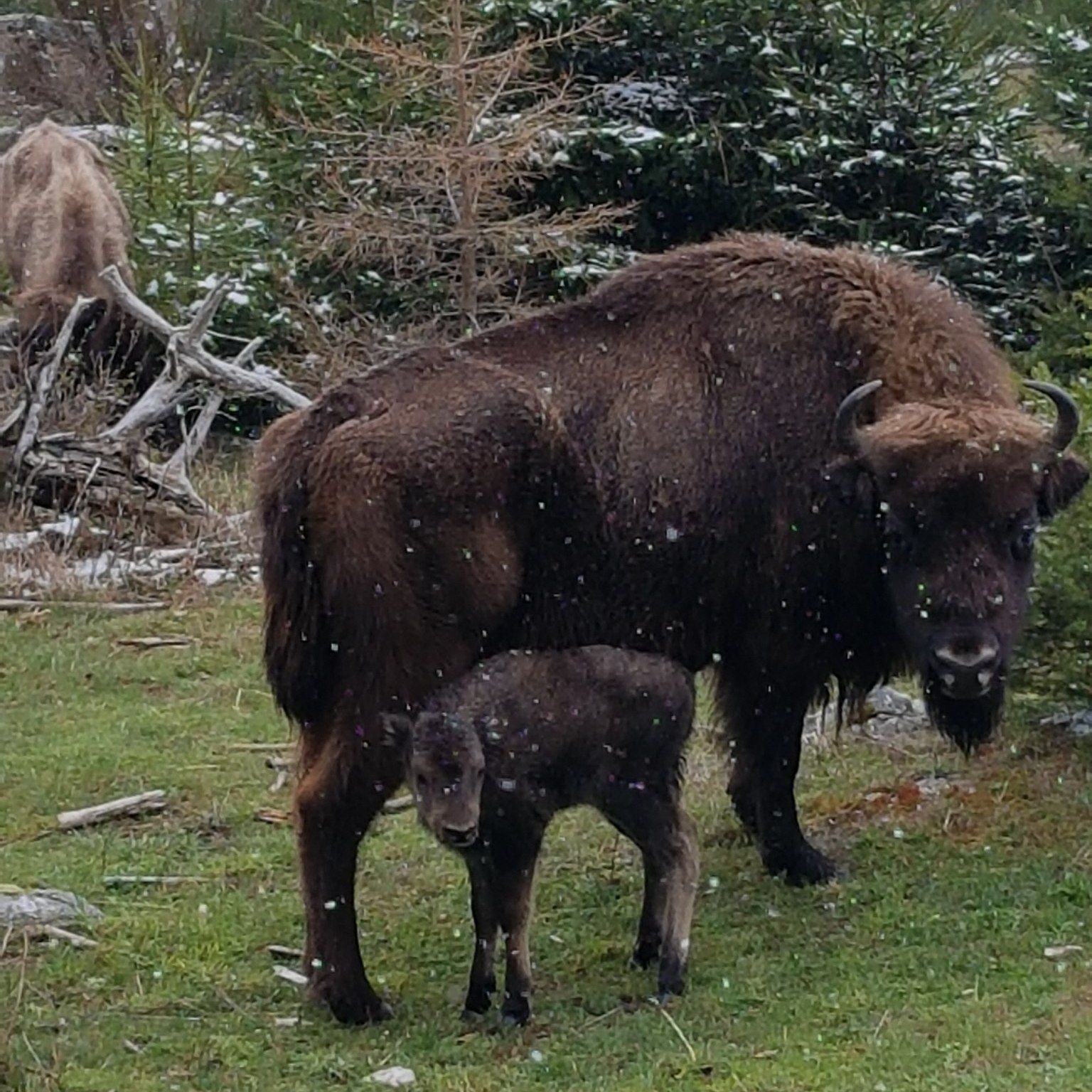TOTEM - Un nouveau-né à la réserve des bisons d'Europe
