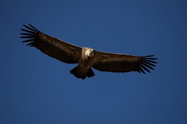 TOTEM - Verrières : une habitante attaquée par un vautour