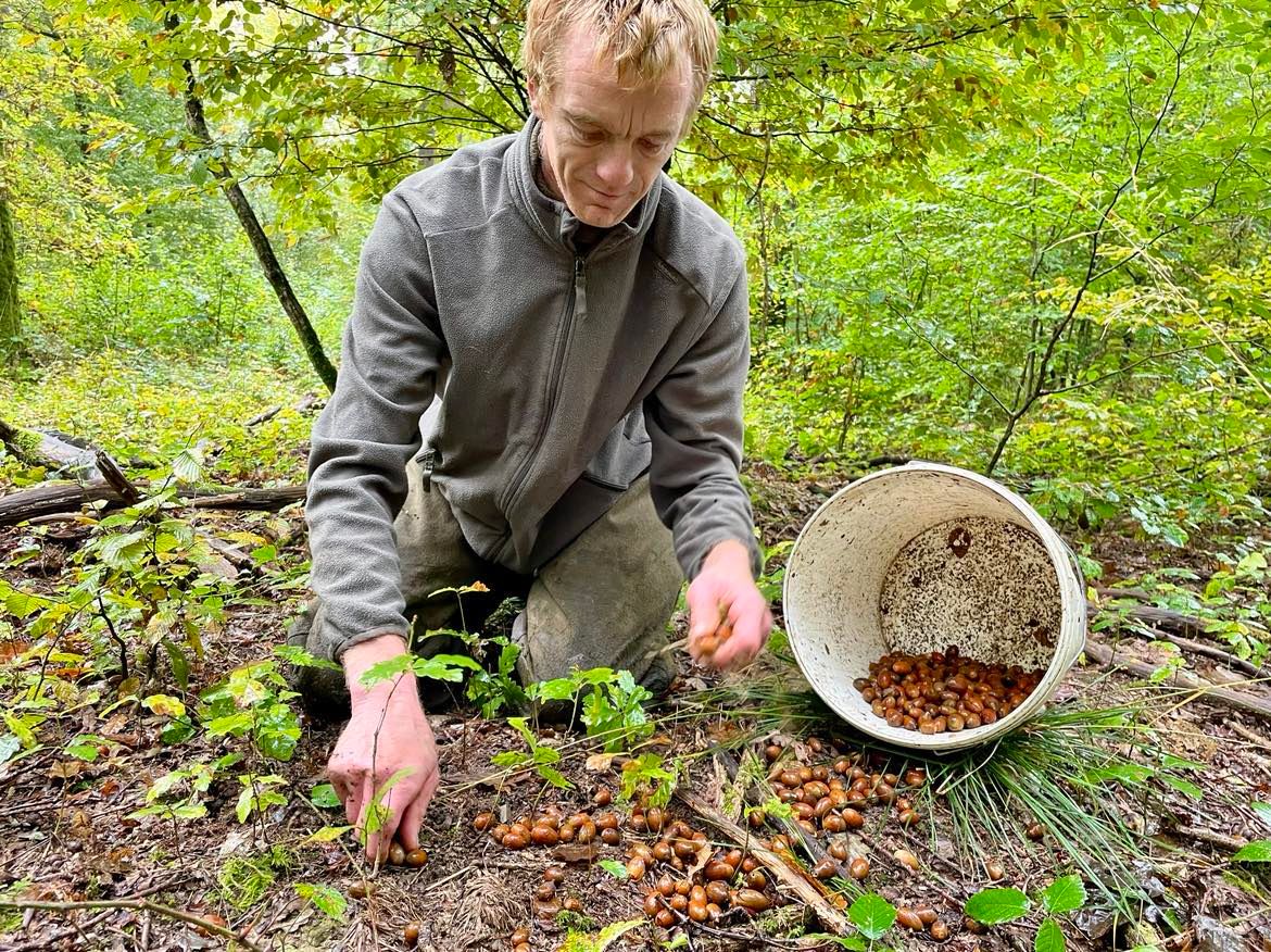 Des glands précieux récoltés à Liessies pour peupler les forêts de France