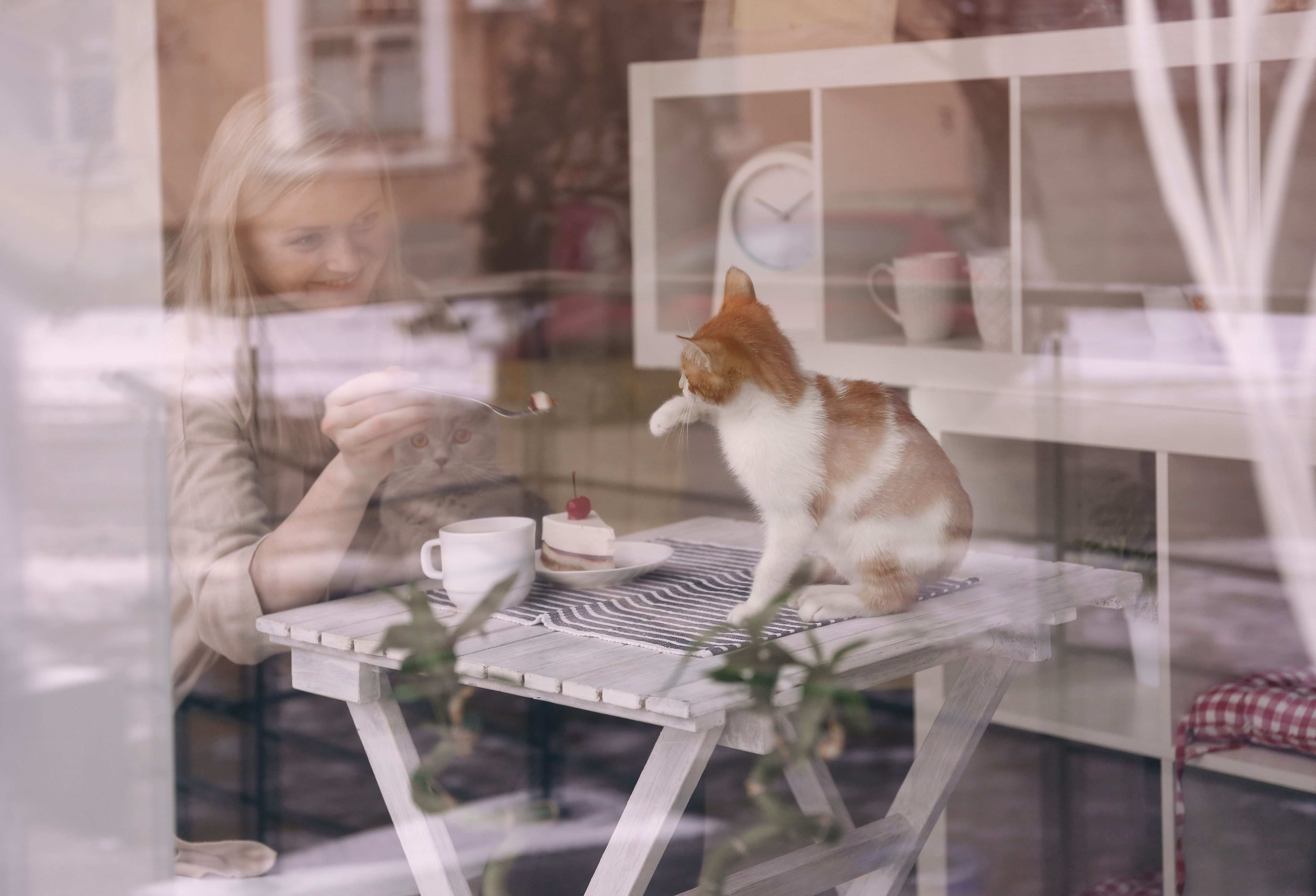 saint-etienne-le-premier-bar-chats-va-ouvrir-ses-portes-en-centre-ville