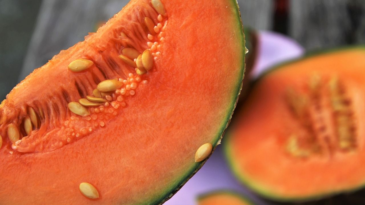 DeuxSèvres arrête la culture du melon — free download
