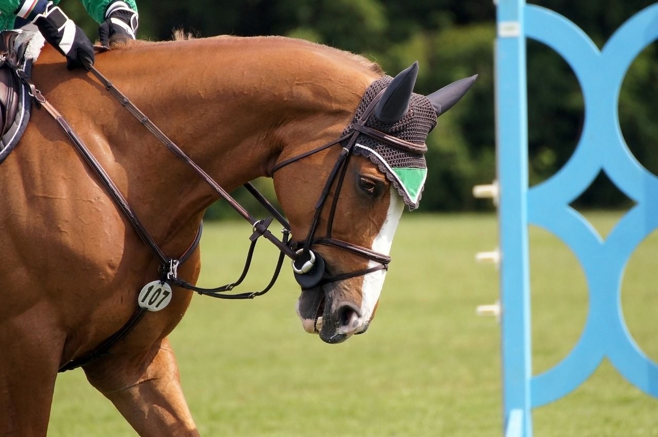 Le Jumping International ouvre demain à Nantes - HIT WEST