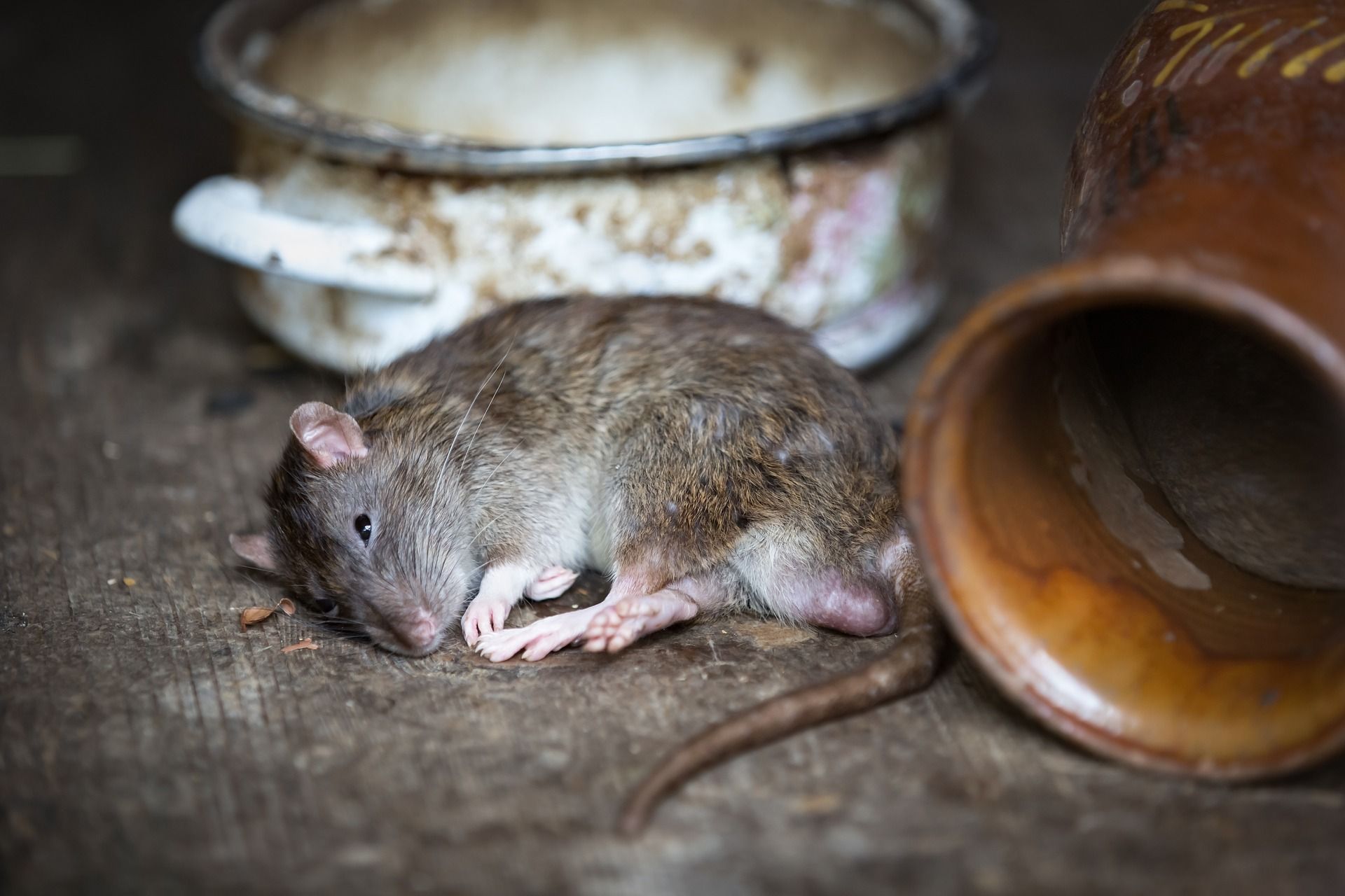 Toulouse : Des agents alertent sur la présence de rats dans la cuisine ...