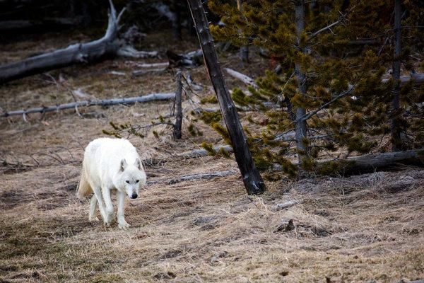 USA : un animal inconnu, découvert dans un parc du Montana