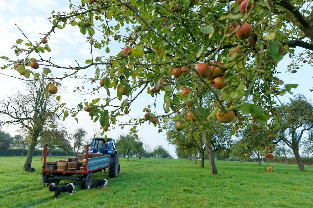 Verger pommes.jpg (339 KB)