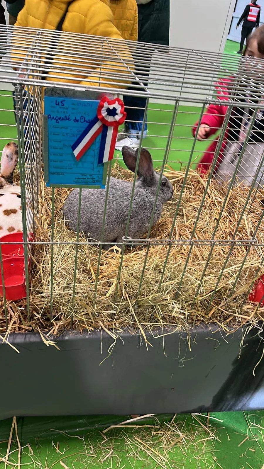 Papon Julien Lapin Argent&eacute; de champagne SIA 2024.jpg (301 KB)