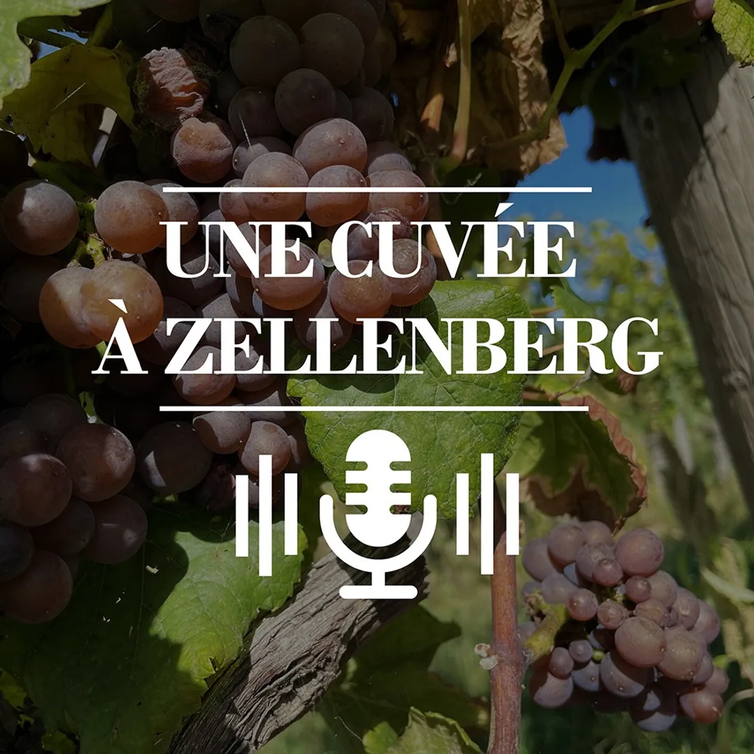 Une cuvée à Zellenberg - EP2 - Le printemps