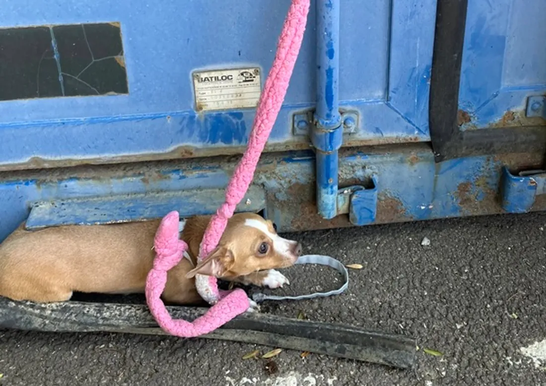 abandon d'un chien