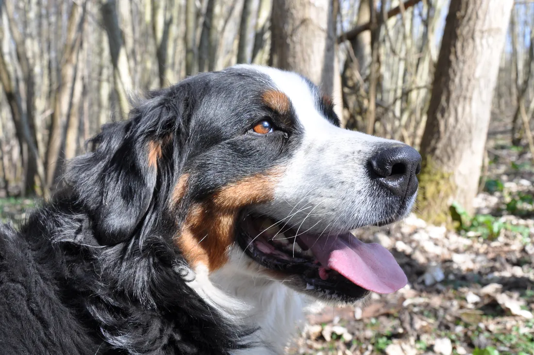 chien