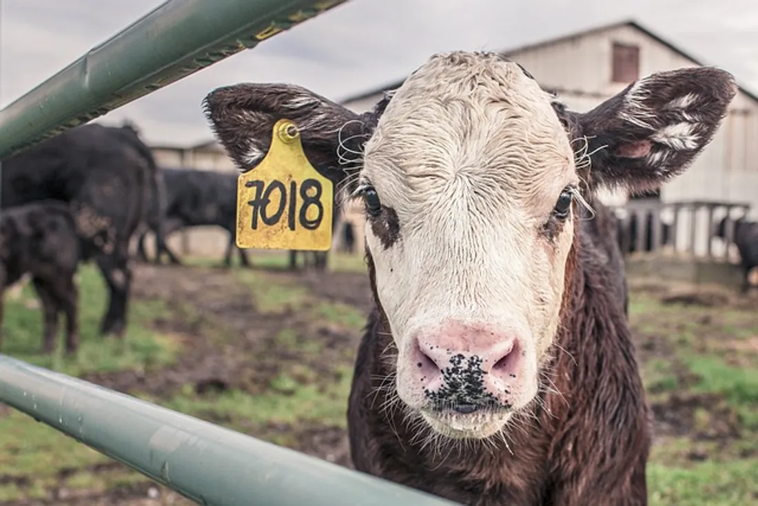 vache