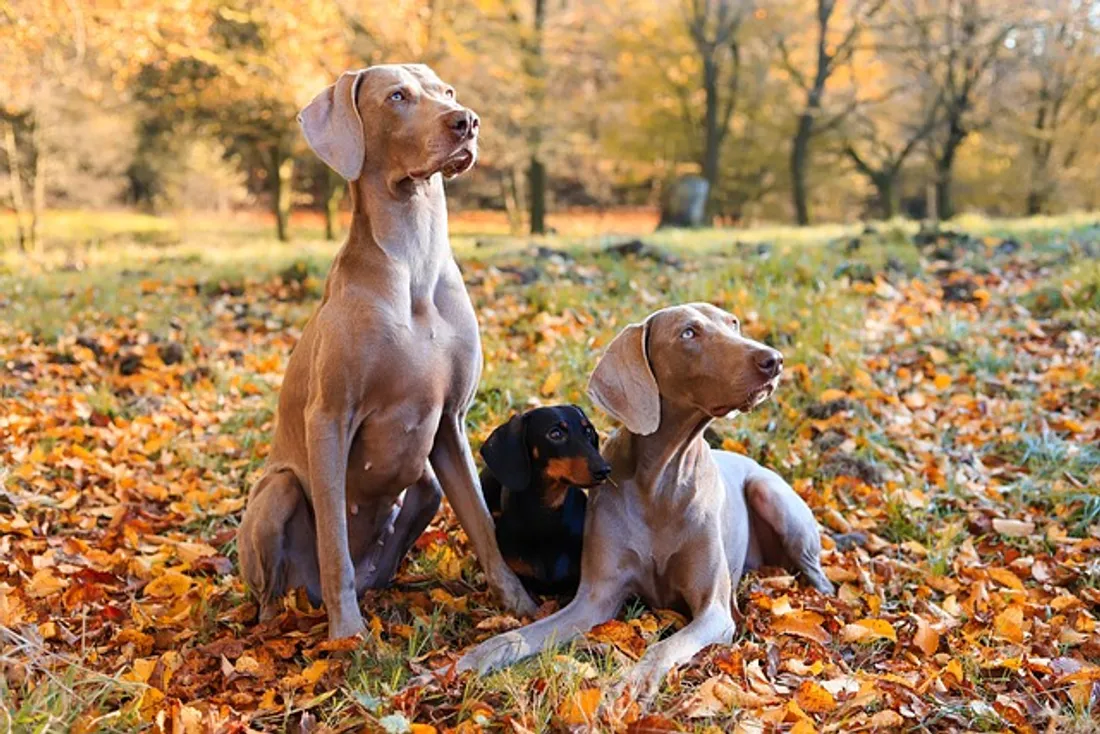 chiens