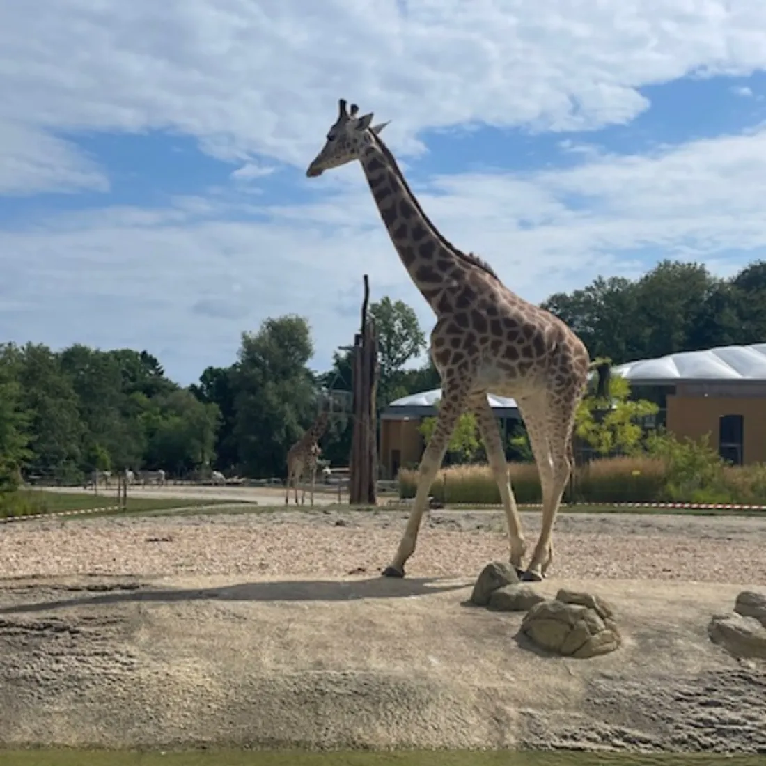 2 des girafes de Kordofan visibles depuis ce 01er aout au zoo de Mulhouse
