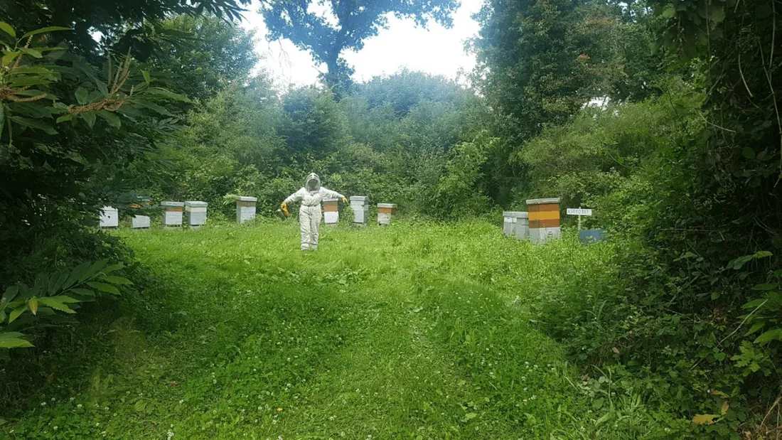 abeilles deux sevres