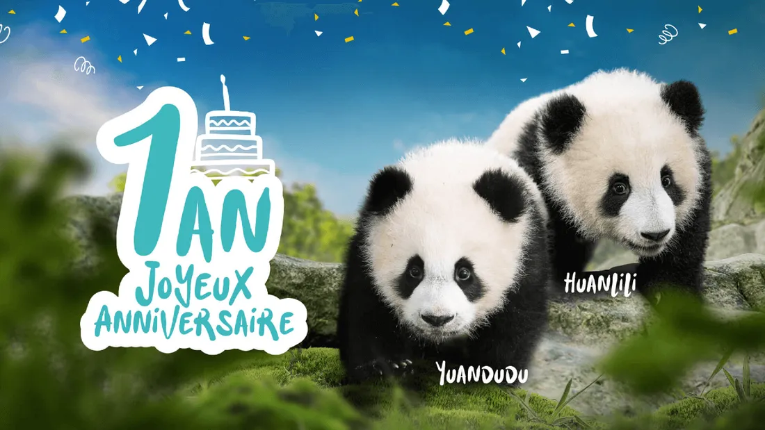 Beauval : les jumelles pandas fêtent leur un an devant leurs fans