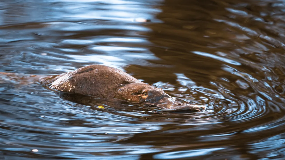 Ils sont interpellés pour avoir pris le train avec un ornithorynque 