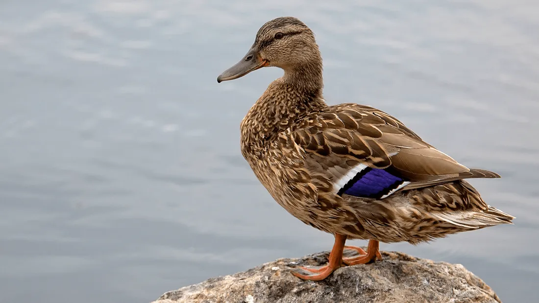 Émotion autour d'un canard qui a un couteau dans le cou à Saint-Nolff dans le Morbihan