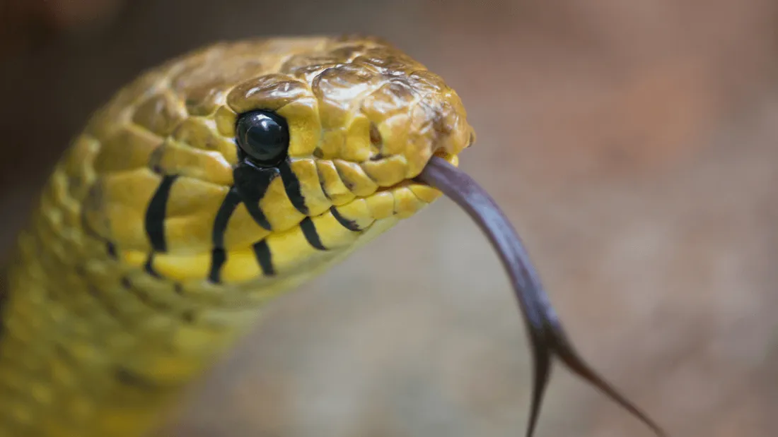 Ivre, il lance un serpent sur les policiers