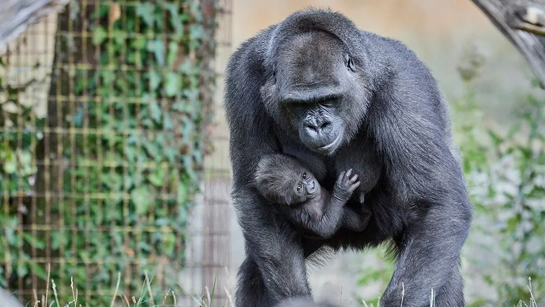 Une naissance exceptionnelle au Zoo de la Palmyre