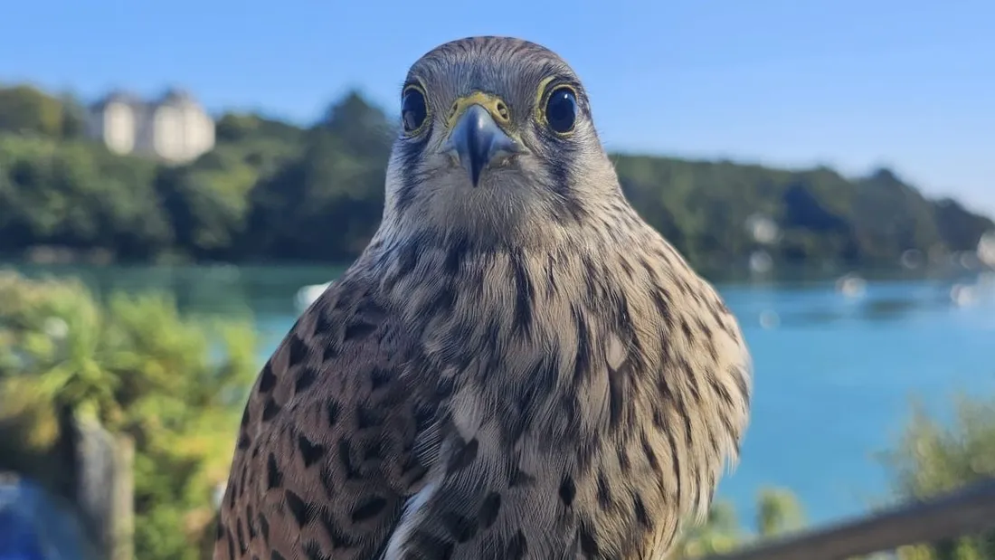 Dans la nuit de mardi à mercredi, Ozzy, un jeune faucon crécerelle, a été enlevé. 