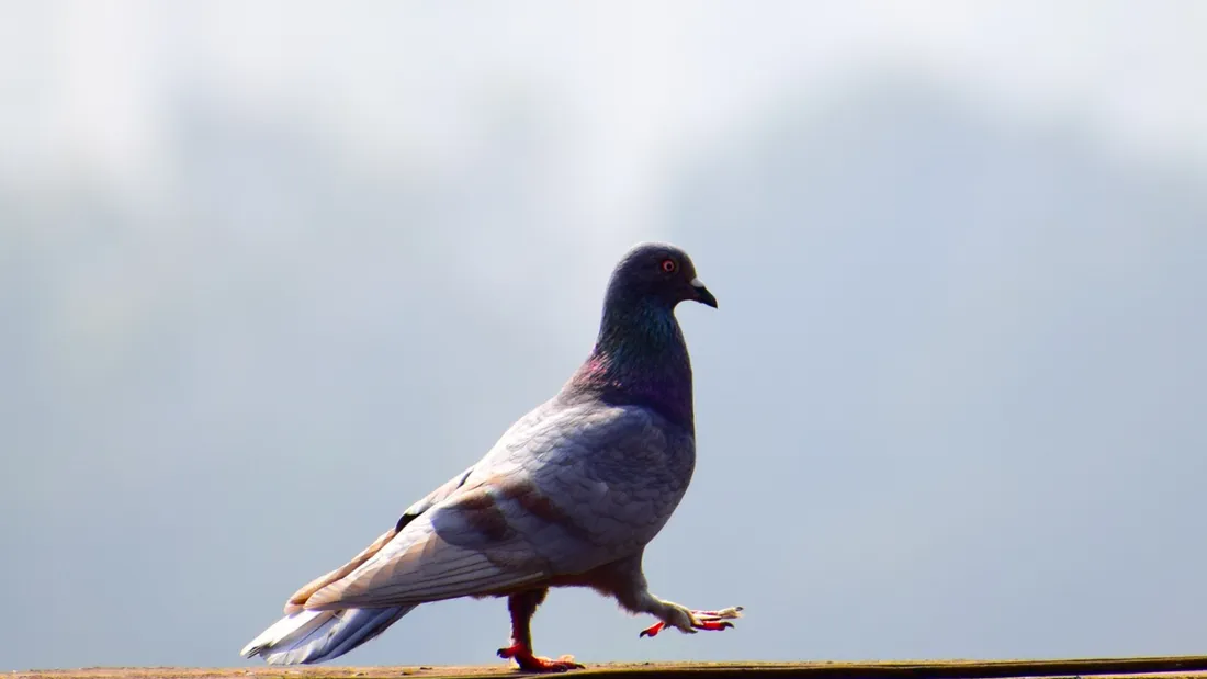Le pigeon venait en réalité de Taïwan 