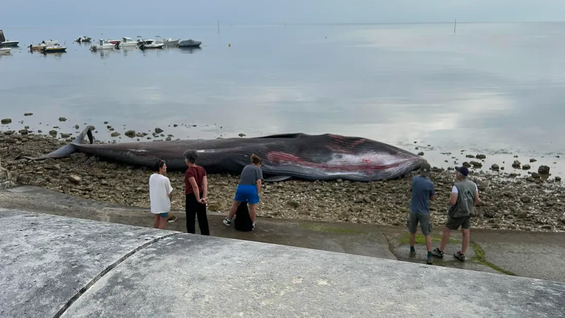 Baleine échouée