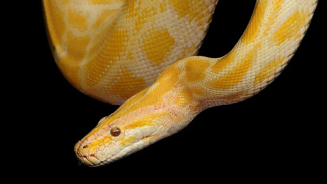 Python
