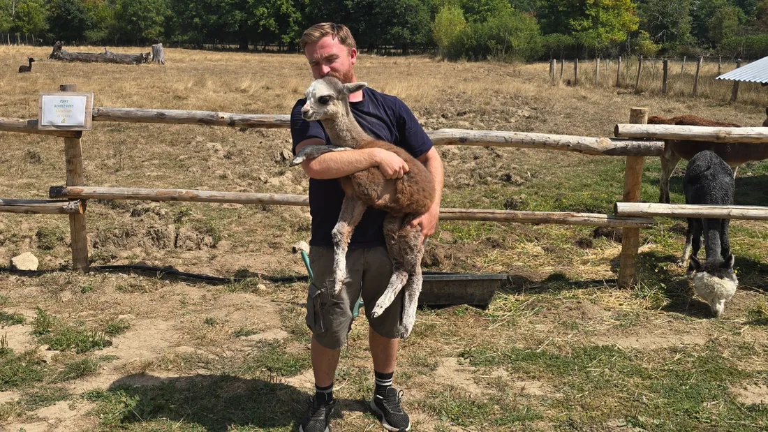 Romy, petite alpaga dans les bras de Jean-Baptiste de Saint Vaury
