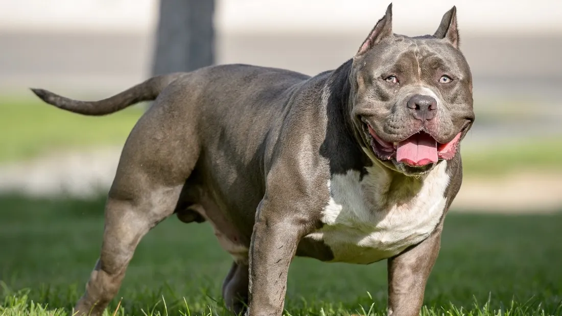 Illustration d'un American Bully XL