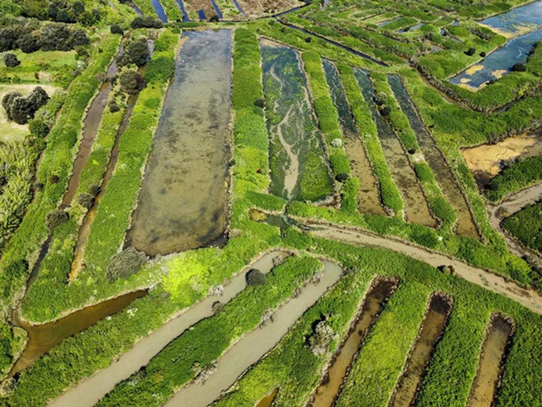marais salant Oléron