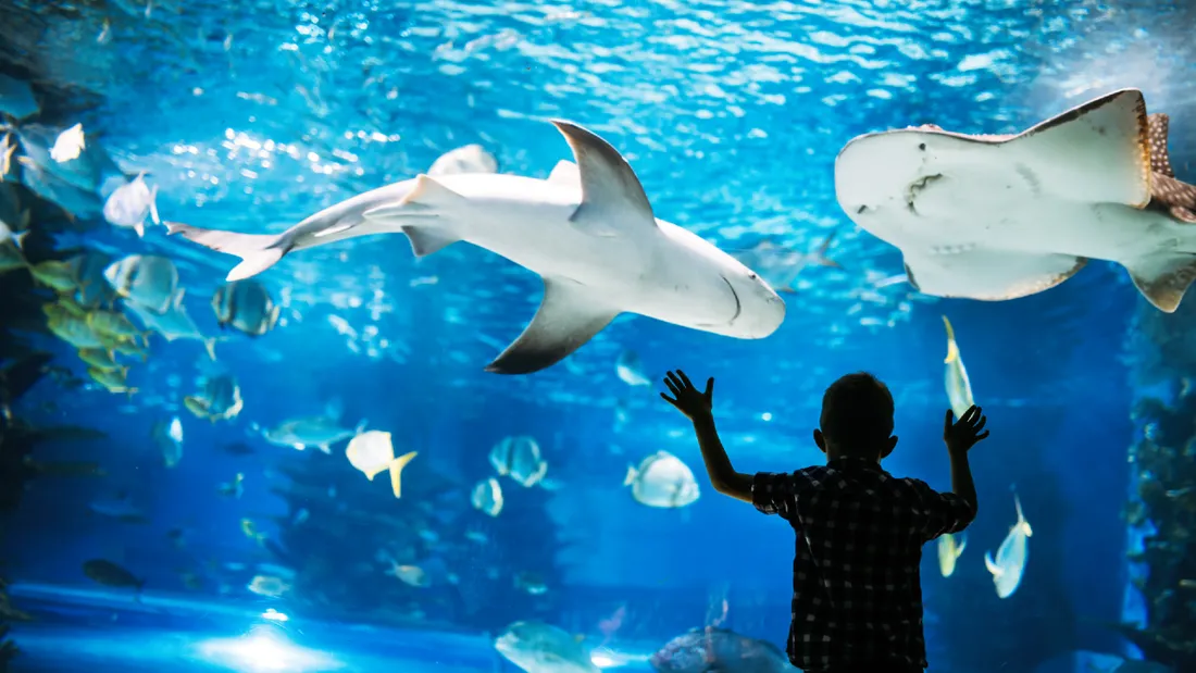 Les plus beaux aquariums du Grand Ouest à découvrir