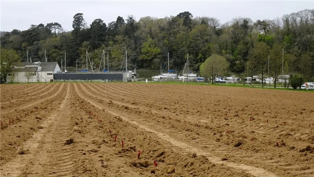 La vigne d'Aurélien Berthou dans le Morbihan