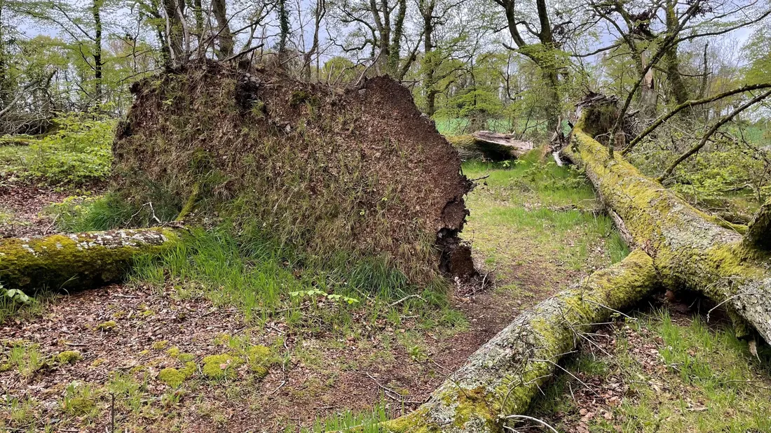 Entre 100.000 et 200.000 arbres abattus en Bretagne