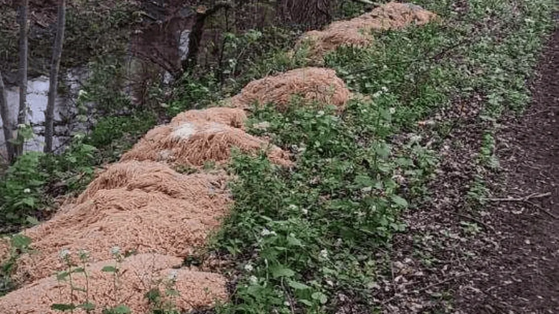 Des centaines de pâtes non cuite retrouvées dans une forêt à New york