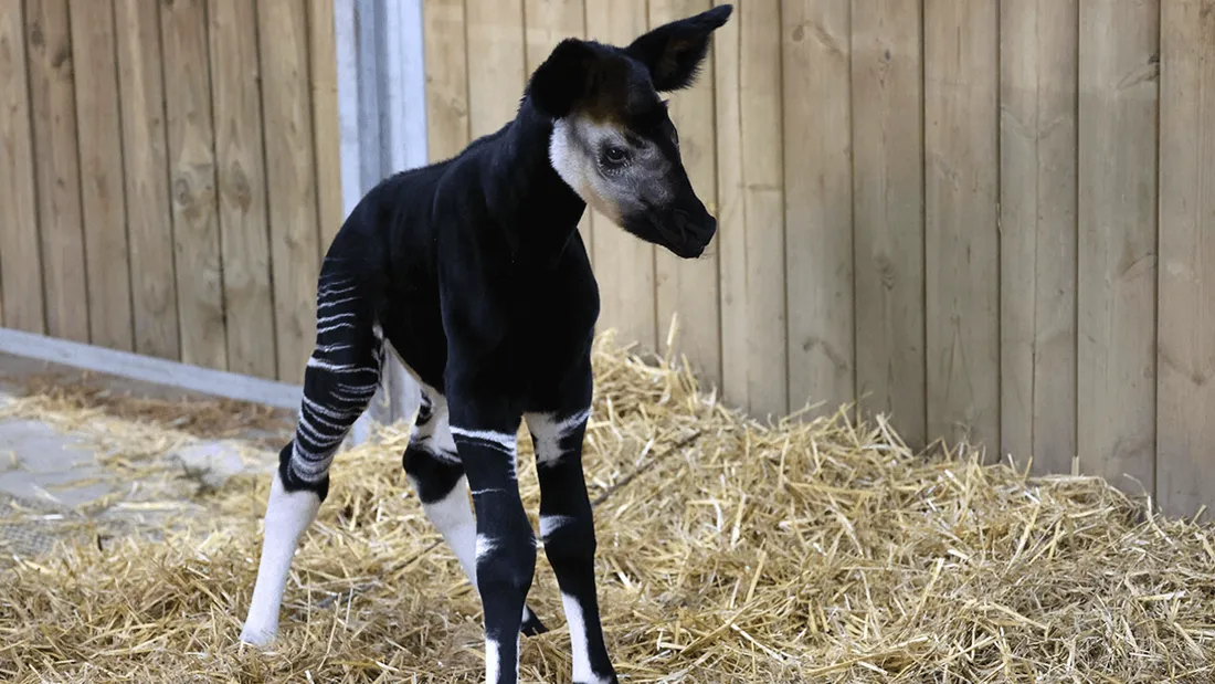 Naissance d'un petit okapi au bioparc de Doué-la-Fontaine