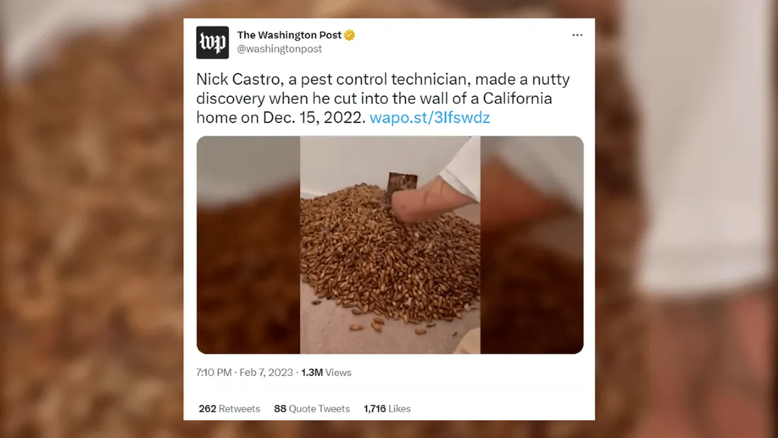 300 kg de glands dans un mur en Californie