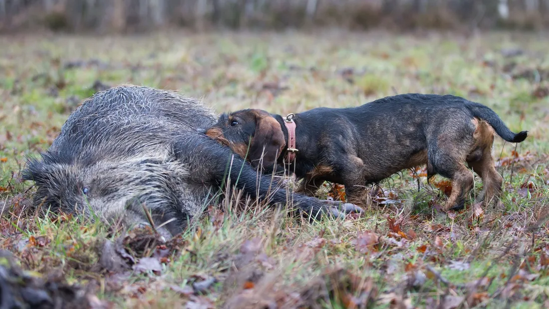 Un chien mord un sanglier