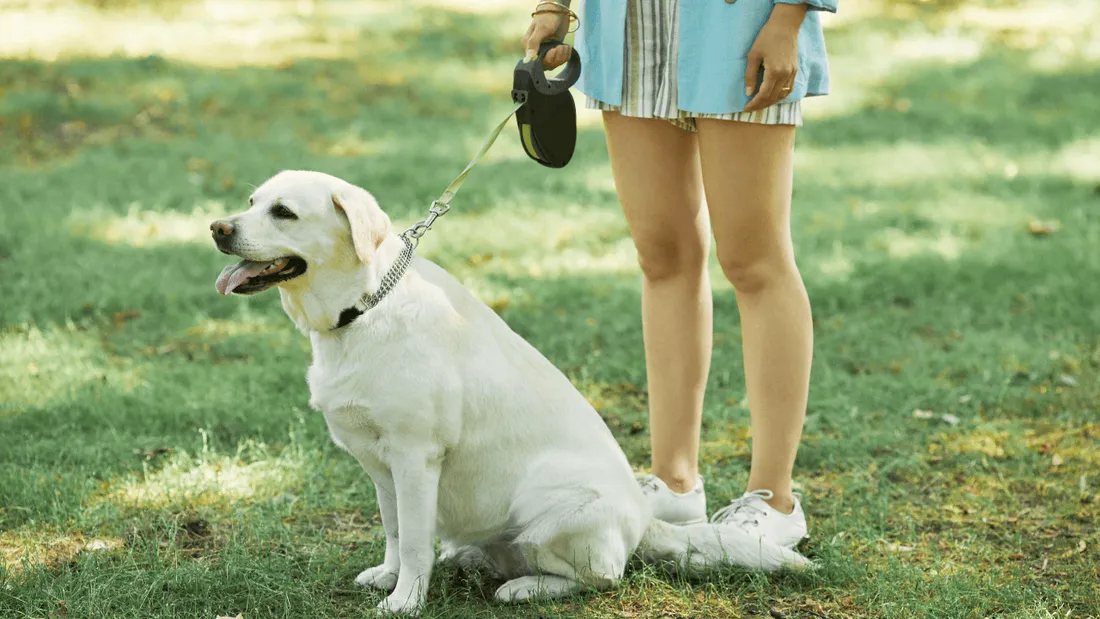 Châteauroux, amende systématique pour toute personne promenant son chien sans laisse