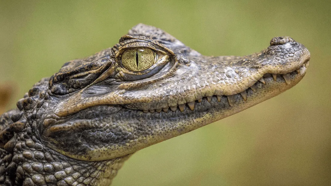 Faux crocodile dans le lac de Bourg-Blanc (Brest)