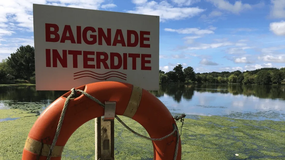 Cyanobactéries : quels sont les risques ?