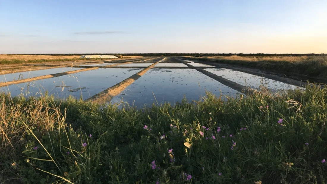 Une saison exceptionnelle dans les marais salants de l’ouest 