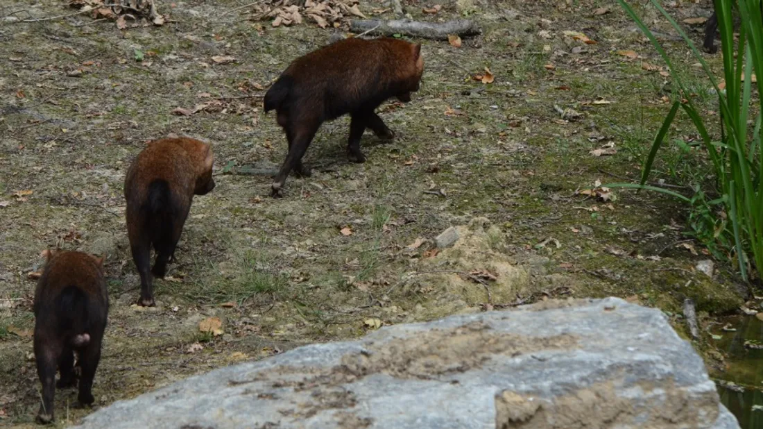Les chiens des buissons sont originaires de la forêt guyanaise en Amérique centrale et du Sud.