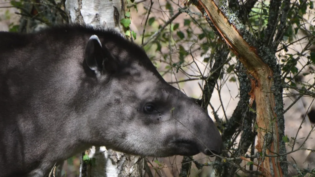 Les tapirs sont de retour dans le parc.