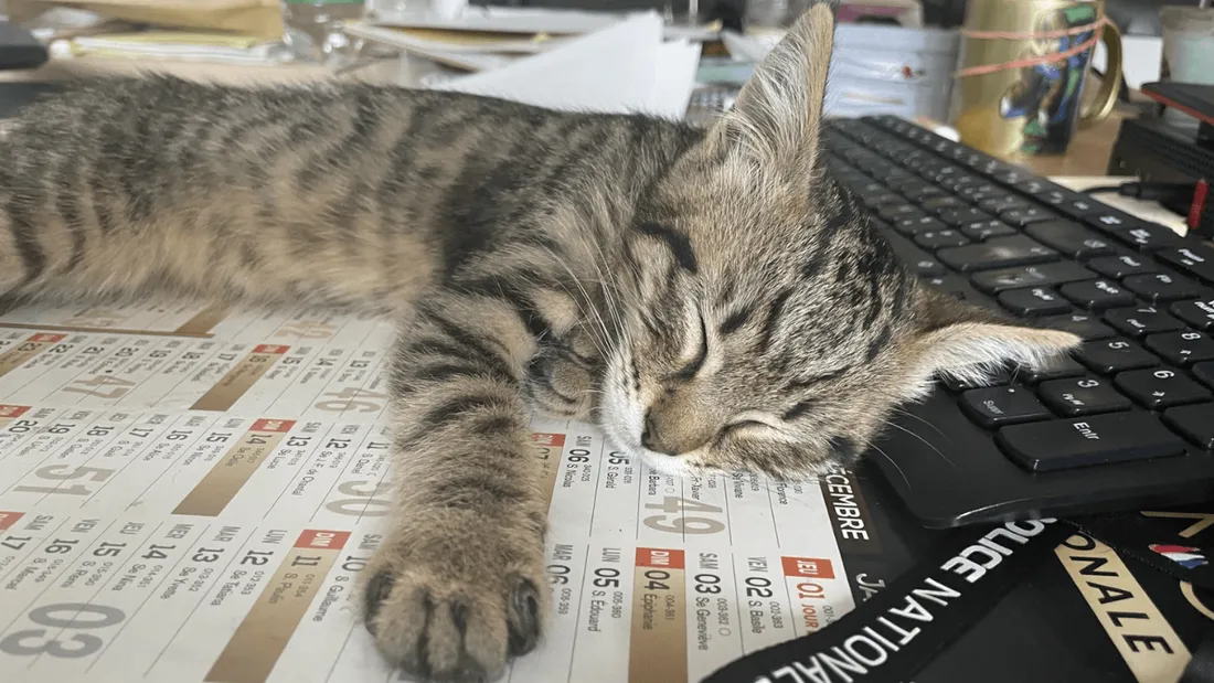 Chaton commissariat La Rochelle