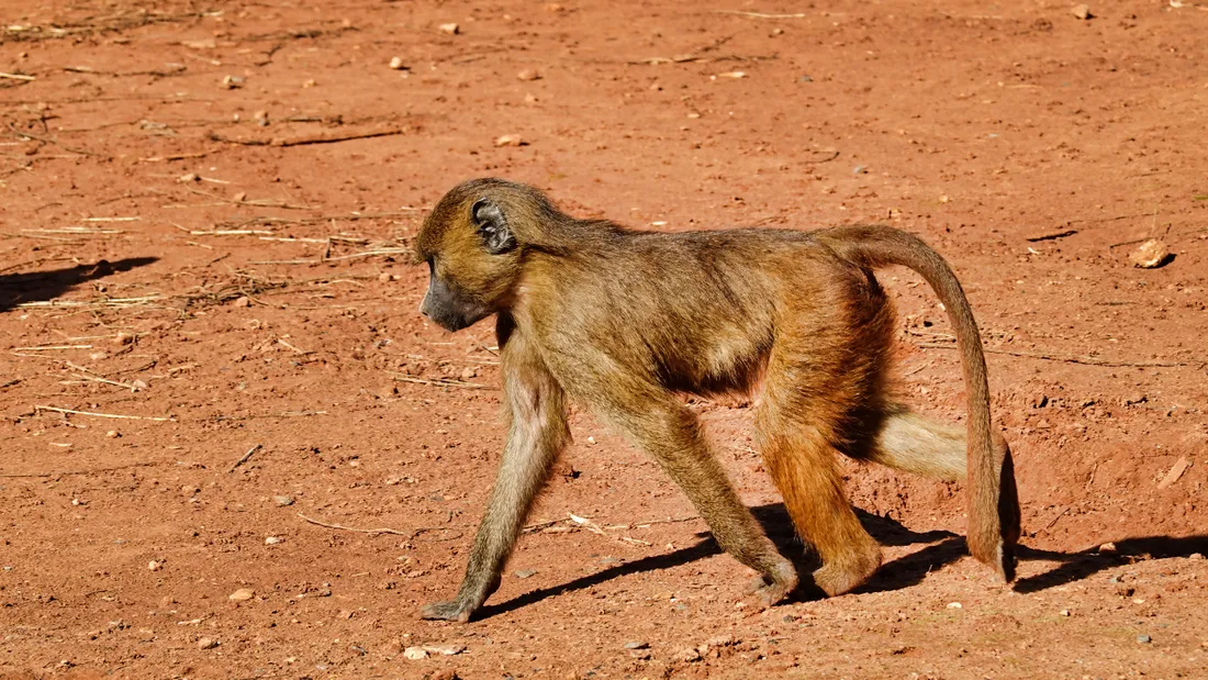 babouin de Guinée