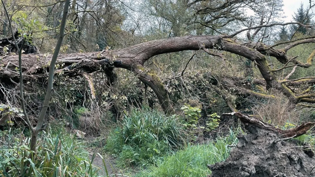 La tempête Goretti, ayant lieu ce jeudi 8 janvier, rappelle la tempête Ciarian (2023).