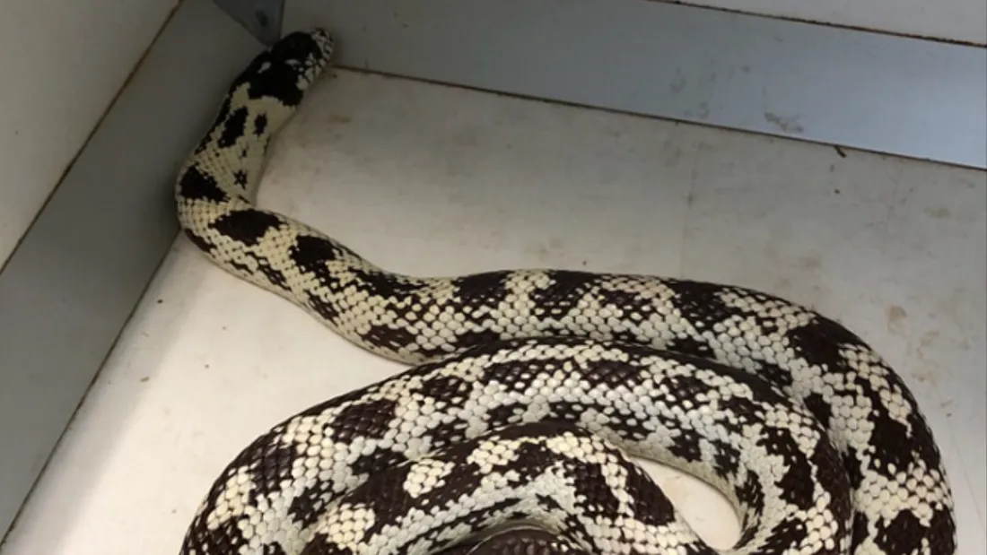 Cette espèce de serpent provient des Etats-Unis