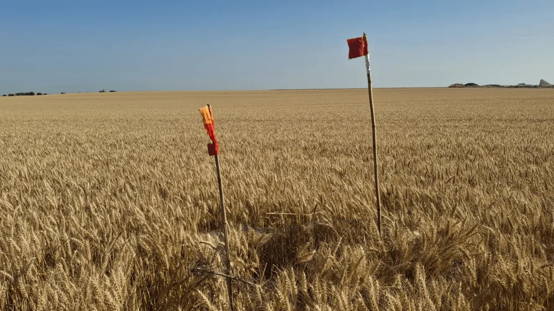 Protection LPO busards