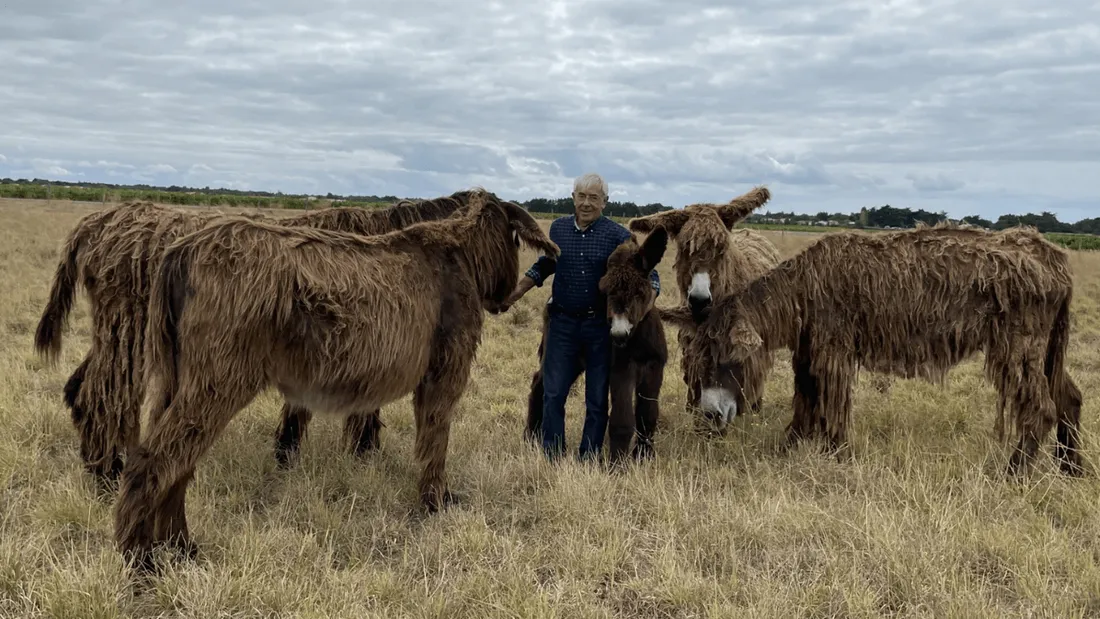 Régis Léau et ses baudets du Poitou