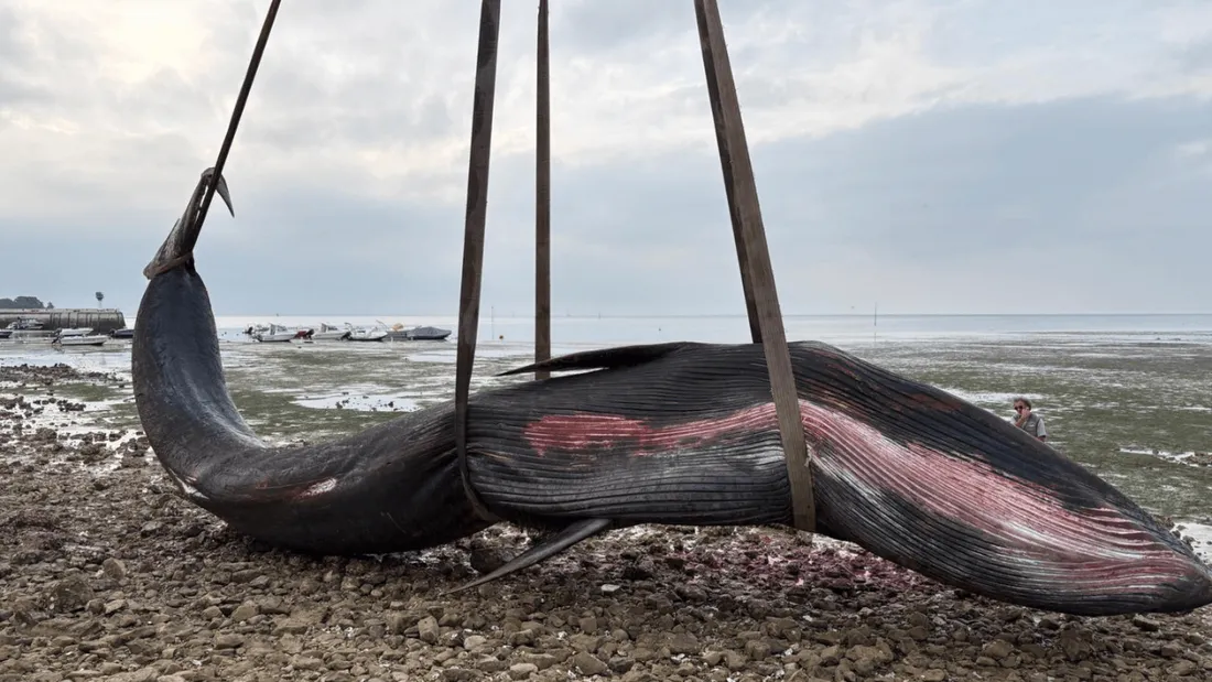 baleine échouée