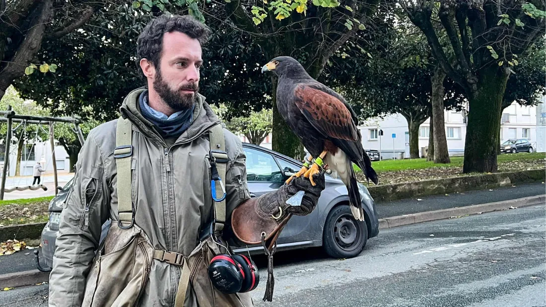 Nicolas Noailles, fauconnier et sa buse de Harris à La Roche-sur-Yon